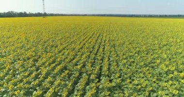 Ayçiçeği tarlasının üzerinde uçuyor. Büyüyen ayçiçekleri. Tarım. İnsansız hava aracından ayçiçeği alanı görünümü.