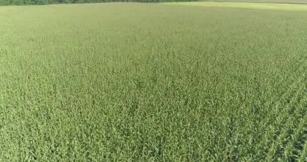 Coltivazione di mais, Volare su un campo di mais verde, Terreno agricolo con mais — Video Stock