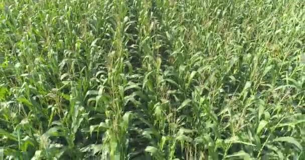 Survol du champ de maïs, vue sur le champ de maïs, culture du maïs, entreprise agricole — Video