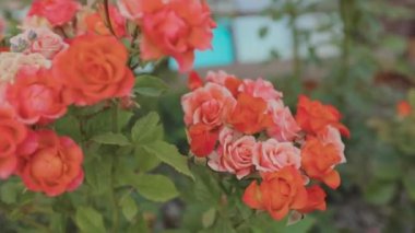 Güzel kırmızı gül tomurcukları. Güller kapanıyor. Çiçek açan gül çalısı