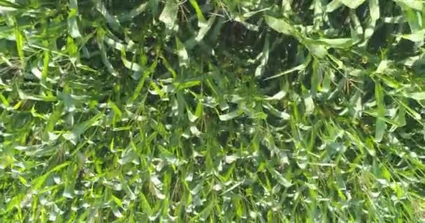 Cultivo de marco de maíz con dron. El maíz crece en la vista del campo desde el dron. Cosechando maíz. Agricultura — Vídeo de stock