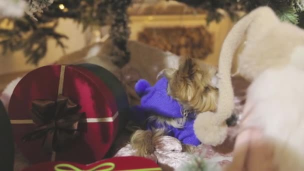 Yorkshire Terrier az újévi dekorációban. Yorkshire Terrier a karácsonyi belső tér — Stock videók