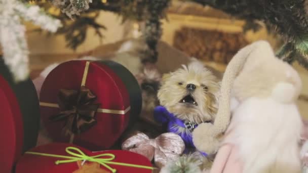 Yorkshire Terrier az újévi dekorációban. Yorkshire Terrier a karácsonyi belső tér — Stock videók