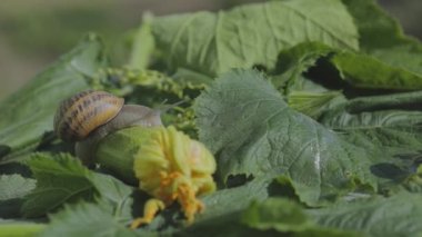 Sebze iliğine yakın plan salyangoz. Bahçedeki salyangoz. Doğal ortamında salyangoz. Salyangoz çiftliği.
