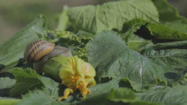 Snigel på en grönsaksmärg närbild. Snigel i trädgården. Snigel i naturlig miljö. Snigelodling. — Stockvideo