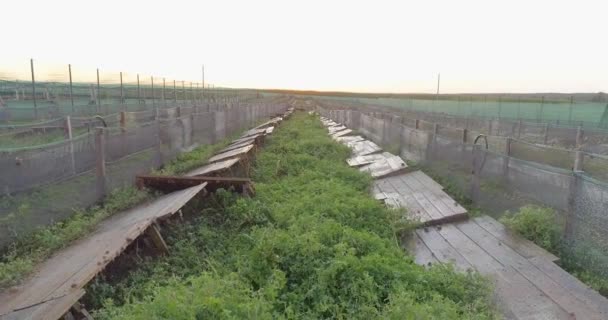 Leć nad farmą ślimaków. Widok z lotu ptaka. Ślimak gospodarstwa widok z góry. — Wideo stockowe