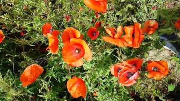 Red poppies close-up. Field of red poppies. Poppies in the wild — Stock Video
