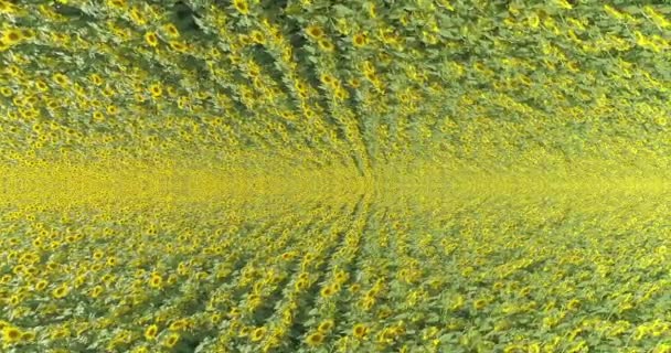 Абстрактна рамка поля соняшників. Фантастична рамка поля з соняшниками. Політ над полем з соняшниками — стокове відео