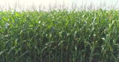 Mısır tarımı. İnsansız hava aracının görüş alanında mısır yetişiyor. Mısır hasadı. İnsansız hava aracıyla mısır çerçevesi büyütülüyor.