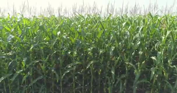 Maïs Agriculture. Le maïs pousse sur le terrain depuis le drone. Récolte du maïs. Cadre de maïs en croissance avec drone. — Video