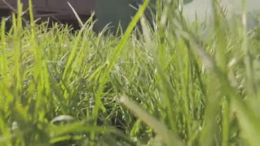Kamera çimlerin arasında hareket ediyor, yeşil çimenler yakın plan. Çimenlerde hareket var. Yakın plan.
