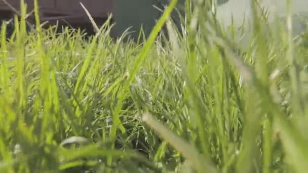 Камера движется по траве, зеленая трава крупным планом. движение травы крупным планом — стоковое видео