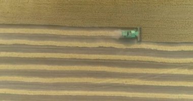 Hasat makinesi buğday topluyor. Hasat mevsimi. Yeşil bir biçerdöver buğday tarlasını hasat eder. Hasat zamanı buğday tarlasında uçmak.