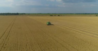 Buğday hasadını birleştiren ekin tarlası havası görüntüsü. Buğday tarlası drone görüntüsünden hasat. Buğday tarlası hasadı. Buğday tarlasında uçmak.