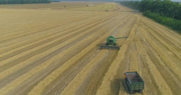 Vista superior de uma ceifeira colheitadeira colheita de trigo. Colheita de trigo. Colheitadeira verde na vista do drone de campo. — Vídeo de Stock