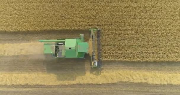 Combineer oogstmachine oogsten tarweveld luchtfoto. Oogsten vanuit een tarweveld drone zicht. Tarweveld oogsten. Vlucht over het tarweveld. — Stockvideo