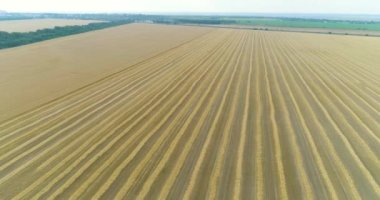 Olgun buğday üst görünümü. Hasat zamanı. Büyük bir buğday tarlası üzerinde uçmak.