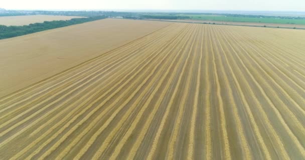 Blé mûr vue du dessus. Récolte. Survol d'un grand champ de blé. — Video