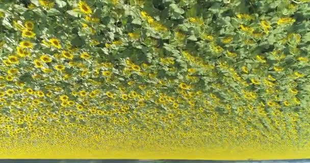 Vliegen over een veld met zonnebloemen. Abstract kader van een veld van zonnebloemen. Fantastisch frame van een veld met zonnebloemen. — Stockvideo