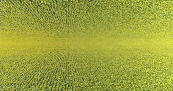 Abstract kader van een veld van zonnebloemen. Fantastisch frame van een veld met zonnebloemen. Vliegen over een veld met zonnebloemen — Stockvideo