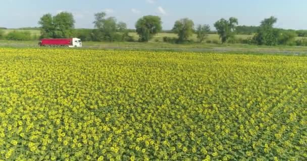 Vliegend over een veld met zonnebloemen naast de weg. Een veld met zonnebloemen. Uitzicht vanaf een drone — Stockvideo