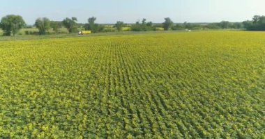 Ayçiçeklerinin endüstriyel yetiştirilmesi. Çiçek açan ayçiçekleriyle büyük bir tarlanın üzerinde uçuyor. Çiçek açan ayçiçeği tarlası
