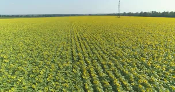 Vliegen over een veld van zonnebloemen. Zonnebloemen kweken. Landbouw. Zonnebloem veld uitzicht van drone. — Stockvideo
