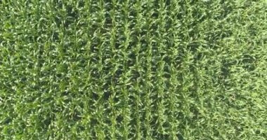 Mısır tarlası üzerinde uçmak, mısır tarlası manzarası, mısır yetiştirmek, tarım işi.