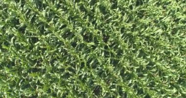 İnsansız hava aracı mısır tarlasına düştü. Mısırlı yeşil alan. Mısır alanı üst görünümü.