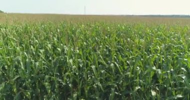 İnsansız hava aracıyla mısır yetiştirmek. İnsansız hava aracının görüş alanında mısır yetişiyor. Mısır hasadı. Tarım.