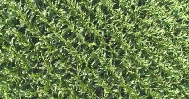 Drohnen Gehen Auf Einem Maisfeld Nieder Grünes Feld Mit Mais — Stockvideo