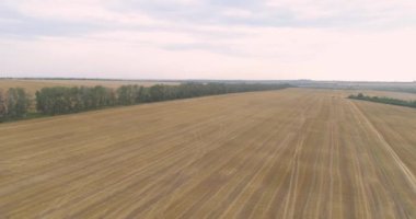 Buğday tarlasının üzerinden uçmak. Büyüyen buğday üst görünümü. Buğdaylı Polse hasat etmeye hazır
