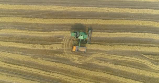 Combina mietitrebbia raccolto campo di grano vista aerea. Raccolta da un campo di grano drone vista. Raccolta dei campi di grano. Volo sul campo di grano. — Video Stock