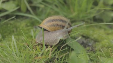 Çimlerde salyangoz. Bir salyangoz çimlerin üzerinde sürünüyor. Helix Aspersa salyangozu çimlerin üzerinde. Çimenlerde güzel bir salyangoz