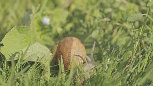 庭でカタツムリ。自然の生息地でカタツムリ。カタツムリ農場。草の中のカタツムリ。カタツムリの栽培. — ストック動画