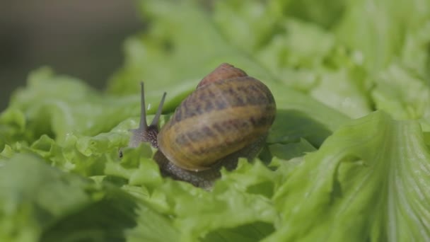 Snail in the grass close-up. Beautiful snail in the grass. Snails on a green background — Stock Video