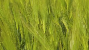 Genç yeşil buğday dalları yakın mesafede. Buğday tarlası. Genç yeşil buğday tarlasında.