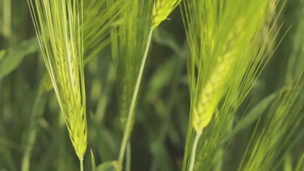 Молодая зеленая пшеница в поле. Шипы молодой зеленой пшеницы крупным планом. Пшеничное шиповое поле — стоковое видео
