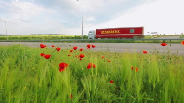 Czerwone maki w pobliżu autostrady, ciężarówka jest jazdy w tle — Wideo stockowe
