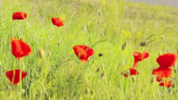 Field of red poppies. Red poppies. Poppies in the wild. Field of wild red poppies — Stock Video