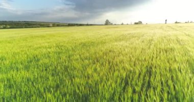 Yeşil buğday tarlası manzaralı. Gün batımında yeşil buğday tarlası. Buğdaylı yeşil bir tarlanın üzerinde uçuyor.