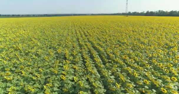 Champ de tournesol vue depuis drone. Survoler un champ de tournesols. Tournesols en croissance. Agriculture — Video