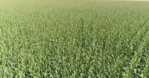 옥수수를 재배하고, 옥수수를 곁들인 푸른 옥수수 밭 위를 날고 있는 농장 — 비디오