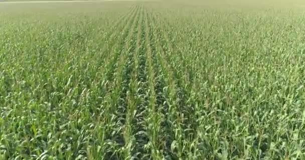 Полет над кукурузным полем, вид на кукурузное поле, выращивание кукурузы, сельское хозяйство — стоковое видео