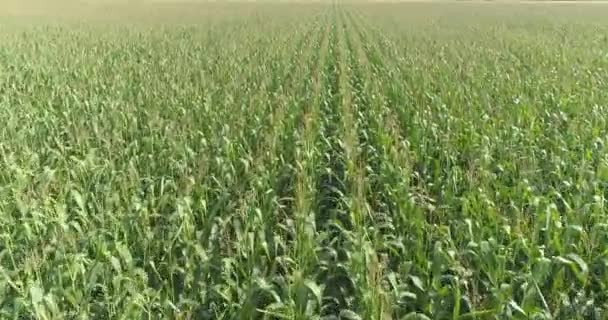 Kukuřičné zemědělství. Kukuřice roste na výhledu z pole z trubce. Sklizeň kukuřice. Rostoucí kukuřičný rám s dronem. — Stock video