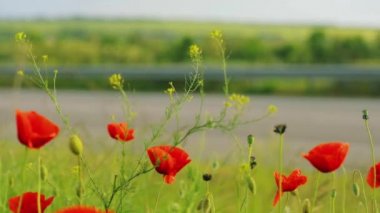 Kırmızı gelincikler yakın plan. Parlak kırmızı gelincikler. Yeşil çimlerde kırmızı gelincikler