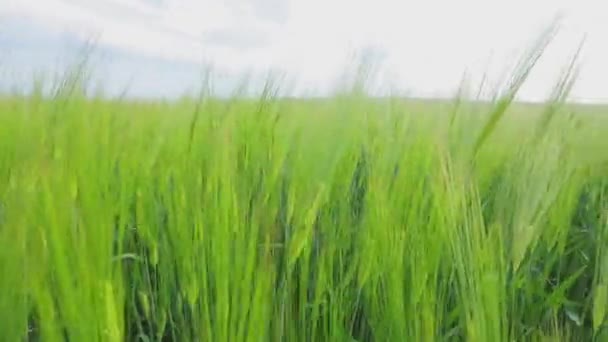 Spikelets de grâu verde tânăr aproape. Grâu verde tânăr pe câmp. Câmpul de grâu — Videoclip de stoc