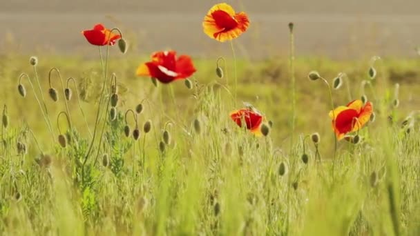 Field of red poppies. Red poppies. Poppies in the wild. Field of wild red poppies — Stock Video