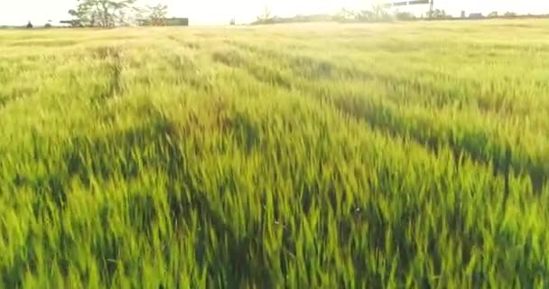 Зелене пшеничне поле з видом на захід сонця. Велике поле з висоти молодої пшениці — стокове відео