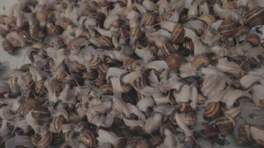 Salyangoz yetiştirme süreci. Çiftlikte bir sürü salyangoz var. Çiftlikteki salyangozlar. Salyangoz çiftliği.